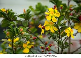 Image result for Ochnaceae