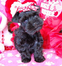 Black And White Schnauzer For Sale Miniature Toy Teacup Schnauzers For Sale Toy Teacup Miniature Schnauzer Puppies Miniature Schnauzer Puppies Schnauzer Puppy Schnauzer