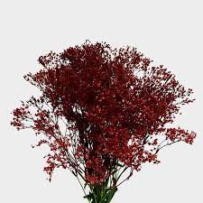We did not find results for: Burgundy Flowers Wholesale Bulk Flowers Blooms By The Box