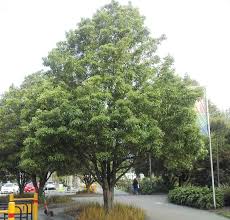 Image result for Pittosporum eugenioides