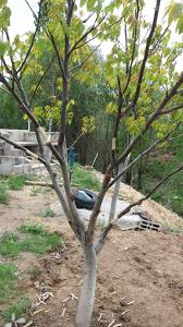 Havai Koklendirme Ile Agaclarda Cogaltma Yapin Cok Basit Agacin Dalindan Bilezik Seklinde Kabugu Cikartin Dali Hava Almayacak Seklinde Toprakla Agac Bilezik