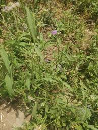 Image result for Ethulia