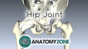 • the sciatic nerve passes just inferior to the piriformis therefore a tight piriformis muscle my contribute to compression on the sciatic nerve. Hip Joint 3d Anatomy Tutorial Youtube