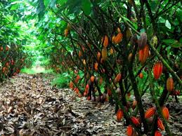 Year objectives 1 expand land areas; Growing Cacao Cacao Production Guide