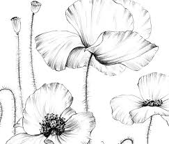 Large Black And White Botanical Prints Poppy Sketch Coloring Page Wild Flower Clipart Botanical Etsy In 2020 Floral Poster Poppies Flower Clipart