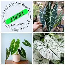 Terdapat berapa macam jenis konjungsi itu? Promo Paket 3 Tanaman Hias Keladi 3 Jenis Tanaman Keladi Caladium Shopee Indonesia