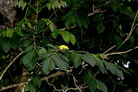 Image result for Markhamia obtusifolia