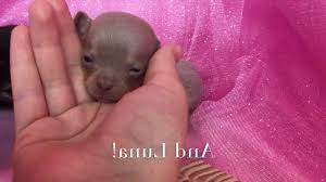 Miniature dachshunds are scent hound dog breeds who were bred to hunt badgers and other tunneling animals like rabbits, and foxes. Chihuahua Puppies For Sale In Nc Raleigh Petsidi