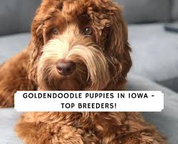 Meeting the demand for our pups was a challenge—a challenge we solved by creating an elite network of the best breeders who share. Goldendoodle Puppies In Iowa Top 4 Breeders 2021 We Love Doodles