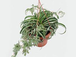 Image result for Chlorophytum comosum