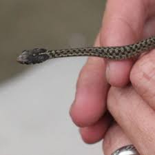A garter snake has a slim body with a length of around 20 to 30 inches, but some individuals can be much longer and stouter. Eastern Garter Snake Project Noah