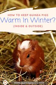 Pin On Guinea Pigs Tips Ideas