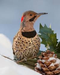 Bird With Red Spot On Head And Black Spot On Chest Northern Flicker Whatbird Com Northern Flicker Backyard Birds Birds