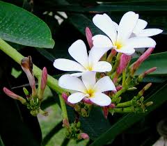 Care red champa flower plant hindi. Gul Champa White Live Plant Shrigram Organics