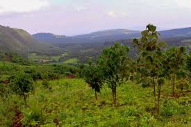 Image result for Dombeya torrida