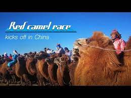Camel crush menthol silver, camel crush black, etc = michelob ultra. Live Red Camel Race Kicks Off In China çœ‹ä¸­è'™è¾¹å¢ƒ æˆˆå£éª†é©¼ Youtube