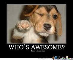 Thank You Memes Apps Detailsidcom Citizen For Calling Meme On The Funniest Memes Puppies Funny Funny Animal Memes Funny Animals