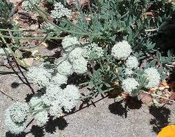 Image result for Eriospermum flexuosum