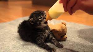 Bottle Feeding Tiny Kitten Ear Wiggles Hiccups Youtube