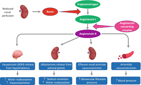 Image result for Postrenal Failure