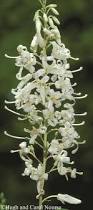 Image result for Faurea racemosa