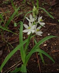 Image result for Sopubia lanata