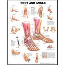 anatomical chart company 9781587796869 mckesson medical