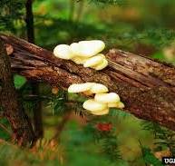 oyster mushroom (Pleurotus ostreatus (Jacq.) Quél.)