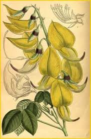 Image result for Crotalaria pallidicaulis