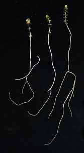 Image result for Limnophila ceratophylloides