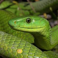 Green Mamba Snake Mamba Snake Snake Animals