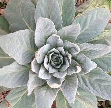 Mullein Flannel Leaf Jacob S Staff Verbascum Thapsus Is Not A Native Texas Plant It Has Eurasian Roots Native American Remedies Medicinal Plants Herbalism