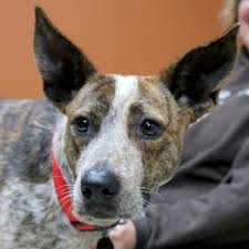 Black And White Cattle Dog Lab Mix Pin On Adoptable Dogs And Puppies