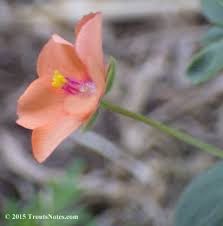 Image result for Anagallis barbata