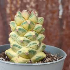 Image result for Monadenium rugosum