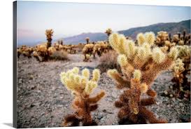 California — joshua tree national park. Close Up Of Cholla Cactus Garden Joshua Tree National Park California Wall Art Canvas Prints Framed Prints Wall Peels Great Big Canvas