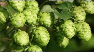 Hops is the plant used in the process of brewing beer, and both the 'raw' or spent hops are toxic. Pin On Sifa Olsun
