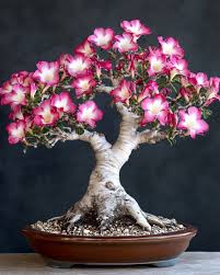 Image result for Adenium