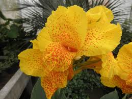 Image result for Cannaceae