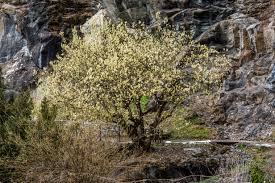 File Klagenfurt Villacher Vorstadt Botanischer Garten Sal Weide 04042018 5793 Jpg Wikimedia Commons