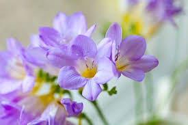 pestovani frezii 1 花言葉 球根植物 きれいな花