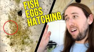 Rosy Red Minnow Eggs Hatching ON CAMERA!