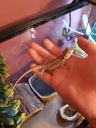 20 089 seuraajaa · paikallinen yritys. Bearded Dragon For Sale Live Pet Reptiles Petsmart