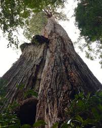 Image result for Mayaca baumii