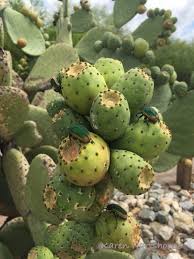 The prickly pear cactus is a flowering cactus native to north america. Fig Beetles On A Prickly Pear Cactus In Catalina Arizona Visualriver S Blog