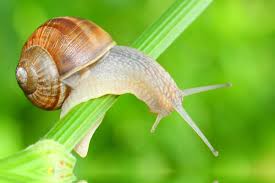 Scopri ricette, idee per la casa, consigli di stile e altre idee da provare. Come Eliminare Le Lumache Da Orto E Giardino