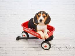 Puppies for sale in michigan will vary in prices due to a number of factors like breeder experience, breed, gender, coat color, and more. Breed Beagle Birth Date 2 27 2018 Colorblack White Tan Gender Female Reference Id 30144 Petlandnovi Puppy Store Puppies For Sale Beagle Puppy