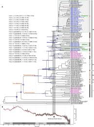 Image result for Pseudoeriosema
