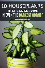 10 Houseplants That Can Survive In Even The Darkest Corner In 2020 Indoor Plants Low Light Houseplants Low Light Plant Care Houseplant