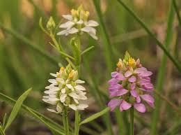 Image result for Polygala senensis
